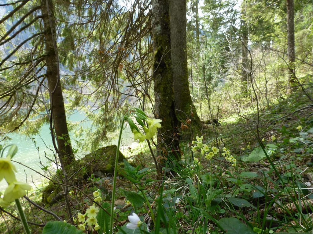 Berghotel Obersee 奈福尔斯 外观 照片