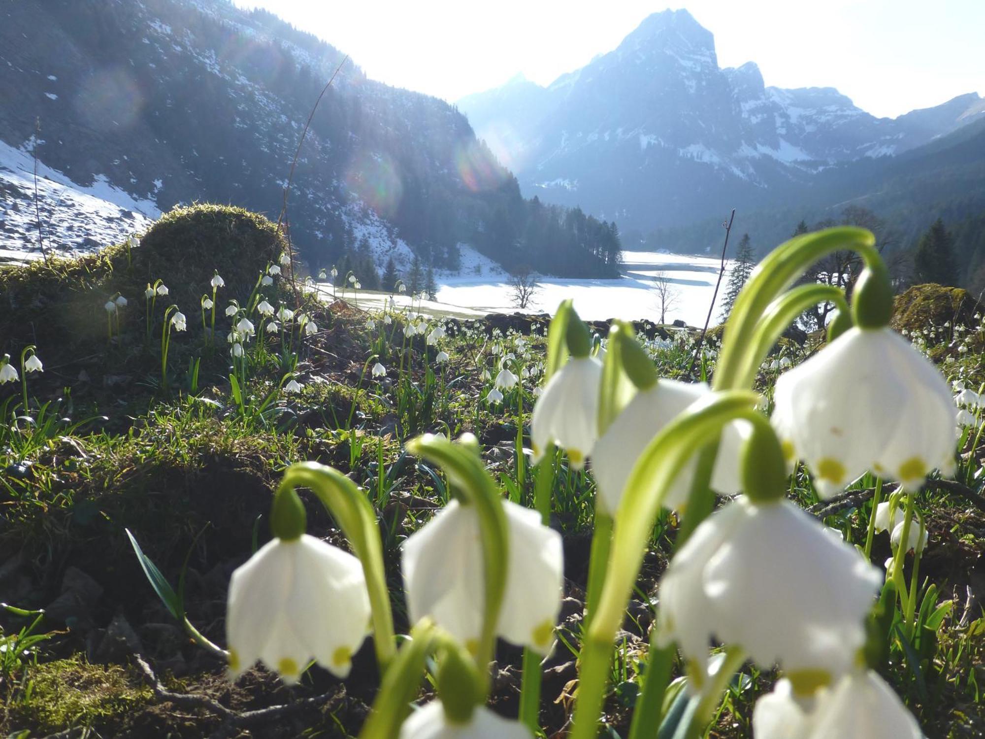 Berghotel Obersee 奈福尔斯 外观 照片